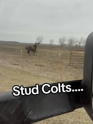 #studcolts #darkhorseequine #pasamethewhiskey #primespunchycowboy #thirsty #punch #horseplay #horsingaround #fyp 