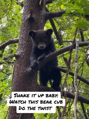 Amazing video of a tiny bear cub dancing the twist to the Beatle’s song Twist and Shout. #foryou #bear #cub #dance #cute #wildlife #song #furry #Love #country #mountains #animals #teddybear #forest #tree