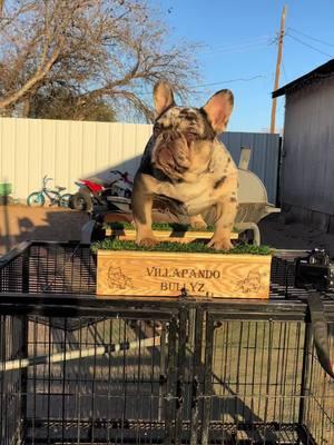 My boy 🪲BEETLE JUICES🧃 at 9 months and ready to work so if u trying to add head,bone,structure and last but not least 🌈 this boy the real deal FACETIME READY #villapando_bullyz #WestTexas #frenchiesoftiktok #Merle #BeetleJuice 