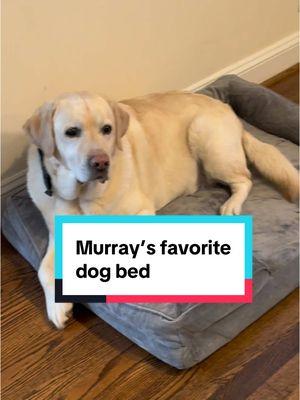 I love how much my dogs love each other and I love how much Murray loves his @Bedsure boster dog bed!   #dogs #puppy #labradorretriever #labpuppy #dogbesties #dogbed 