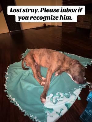 Welcomed him in today. Fed him some ham and water and now he’s gassy. If you have any suggestions of care, food, or if he’s yours… please let me know. #straydogs #lookingforalovingdoghome #ohiopets #lostdog 