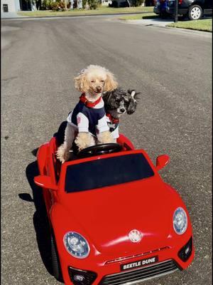 The two of us (Margarita and Olive) were definitely 💯 born to be wild 😜 We are wearing our adorable Team USA 🇺🇸 jerseys from @Parisian Pet which we love so very much! ❤️ Watch till the end to see what happened to us 🤣🚘  #toycar #beetle #vwbeetle #beetlebug #volkswagen #poodles #borntobewild #toypoodles #driving #goingforaspin #lookout #comingyourway #volkswagenbeetle #topdown #convertible #usa #teamusa #parisianpet #dogclothes #dogsofinstagram #beetledune #dogcar 