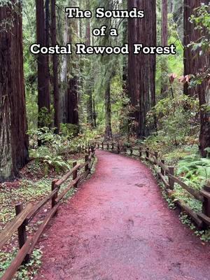 Take a breath and stay awhile #Hiking #muirwoods #fyp #mindfulness #forest #redwoods 