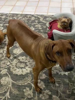 #fyp #fyppppppppppppppppppppppp #fypシ゚viral #rhodesianridgeback #rhodesianridgebackoftiktok #dogs