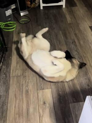 She’s got rhythm😎 #akita #americanakitatiktok #americanakita #fyp #dancingdog #dogsoftiktok #dogcommunity #funny #cute 