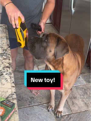 @Lamborghini Thanks for the cool new toy!  #fyp #foryoupage #doggosoftiktok #boerboel #doglovers #boerboelsoftiktok #mastiff #dog #mastiffsoftiktok #dogsoftiktok #dogs #dogtok #southafricanboerboel #southafricanmastiff #goodboy #play #fun #cute #lamberghini  