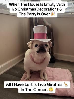 SCREW DIS SHITZZZZ! 😤🤣🤙💖🎄 #christmasisover                             #tooearly #comebackchristmas #happyjanuary #pug #surfpug #surfgidgetthepug #partyisover  #puglife #emptyhouse #weekendvibes 