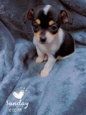 #sweetchihuhuashotel #angelachihuahuas #chihuahua #chihuahuas #chihuhuawelpe #welpe #welpen #puppy #puppies #zucht #züchter #chihuahuazüchter #chihuahuapuppy #puppiesoftiktok #tik #tiktok #video #videoviral #fyp #foryou #foryoupage #hund #hundewelpen #sweet #baby #lustig #lovely #Viral #viralvideo #viraltiktokr