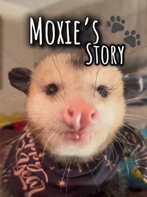 Telling the story once again for those who didn’t catch it on the FYP ❤️🐀 • #Moxietheopossum #cryptothedog #dollyfromdg #dollythedog #PetsOfTikTok #pets #notapet #petrescue #dogsoftiktok #catsoftiktok #possumsoftiktok @UnlinkedSecretAcc 