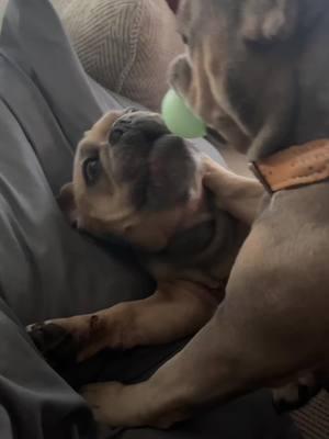 What kinda asmr ball fight is the 😂👀#frenchbulldog #dogsplaying #bulldog #asmr