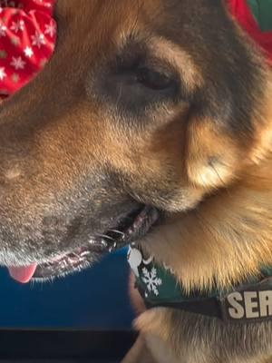 Little bud really loved the people mover at Magic Kingdom! We had such a great trip, I wish I took more videos! He’s such a rockstar!✨ #dogcontentcreator #dogtok #dogmom #tiktokcreator #disney #disneychristmas #magickingdom #tomorrowland #bestfriend 