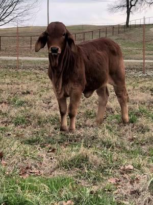 It’s so hard to get pics when they just chase you around all the time 🤣🤣 #brahmanheifer #fypシ #brahmancattle #cowsoftiktok #redbrahman #etcalf #babycow #spicyishername 