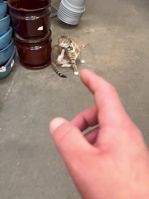 The best of Leo part 40 #catdad2020 #catsoftiktok #homedepot 