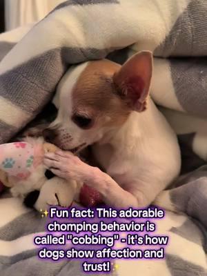 My tiny chihuahua showing her new birthday lamb chop who's boss... by loving it to pieces 🐕💕 Did you know that this gentle nibbling behavior (called cobbing) is actually a sign of affection and trust in dogs? #chihuahuasoftiktok #dogsofttiktok #funnydogs #tinydogs 