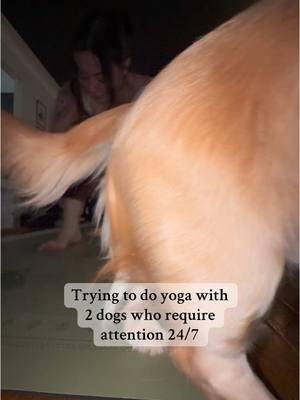 Can anyone else relate?!?🤣 #dauschund #goldenretrievers #yogaflow #yogawithdogs #nopersonalspace @RoccotheRealtor 