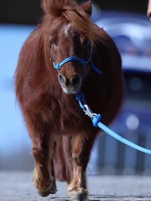 Phoenix is a ✨fluff ball✨ #ApplyTheMethod #downunderhorsemanship #clintonanderson #horse #phoenix #mini #minihorse 