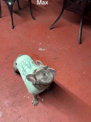 #frenchbulldog #fypシviral #williamcummins05 