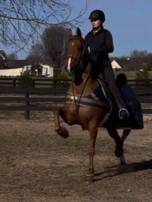 She is so fun outside. #foryoupage #fypシ #horsesoftiktok #saddlebred #equestrian #asb #notbiglick #viral 