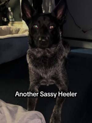 I have a tendency to raise sassy bois #heelersoftiktok #heeler #heelers #heelerpuppy #heelertok 