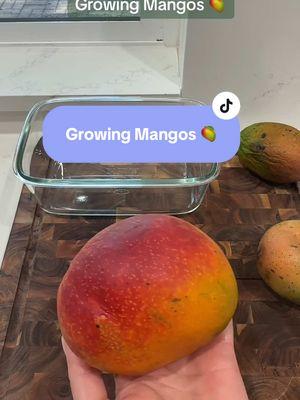 Mangos are a favorite here! ✨I've seen a few people posting misinformation here so to clear things up: 1. Most Mango varieties available at the grocery store DO grow true from seed. Eg. They will produce the same type of Mango fruit they were grown from. Varieties like Glenn that you see in my video are the most commonly found commercially and have polyembryonic seeds. These grow true to seed and are a clone of the mother tree.  Regardless, Mangos grow in groves of other mango so in general are unlikely to be pollinated by another variety regardless  2. No the fruit at the grocery store isn't sterile and it isn't a GMO. That's an entirely side conversation. Plants aren't made into GMO to be sterile.... 3. ﻿﻿﻿With proper care, you should see your first fruits in 5 years, not 20-40 like some people are claiming. It can take longer, much longer if you aren't giving that tree proper care like water, sun and nutrition though. 4. Yes,  you could skip all of this and just put the entire thing in some soil, but you will have much higher and faster germination if you do it like in the video. Hope this helps!✨ #mango #mangoseed #mangoseedsprouts #growfood #planthacks #growingmango #growingfoodfromseeds #🥭 