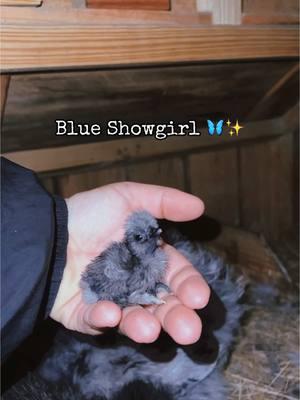 Ahhhh how freaking cute 🦋💫💕 #silkiesoftiktok #silkies #fyppppppppppppppppppppppp #fyp #fyf #cute #fyl #farm #chicken #chicks 