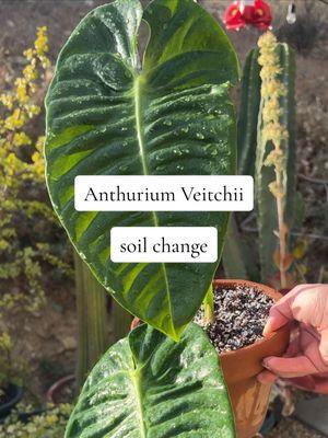 Anthurium veitchii repot 🪴🌿  #anthurium #houseplantlover #plantcaretips #repotting #anthuriumveitchii #PlantTok #plantcare #plantmom #plantcollection #soilchange #soilmix #plantproblems 