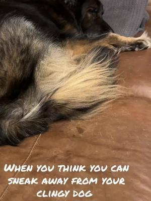 #stagefiveclinger #dogsoftiktok #velcrodog #gsd #germanshepherd #seniordog 