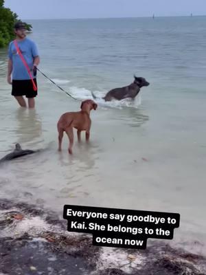 Kai wants to know if anyone wants to come over to play mermaids. #dogsthatswim #mermaids #dogsoftiktok #dogsdoingthings #fyppppppppppppppppppppppppppppppppppp #DogLife #dogtok 