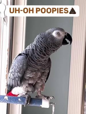 I like to announce my poopies💩😆💩 Feel my love everyday - get my Symagirl merch today! I have adult and kids Ts, hoodies and mugs! LINK IN BIO! Scroll when you're there to find more of your favorite Symagear! #symontheafricangreyparrot #talkingparrot #babyparrot #congoafricangrey #africangrey #africangreyparrot #parrotsofinstagram #africanparrot #petsofinstagram #birds #cag #talkingbird #crazybird#birdsofinstagram #sillybird #parrots #pets #redbuttchicken #funnyparrot  #crazyparrot #smartbird #happyparrot #talkingbird #poop #poopies #poopoo #poo