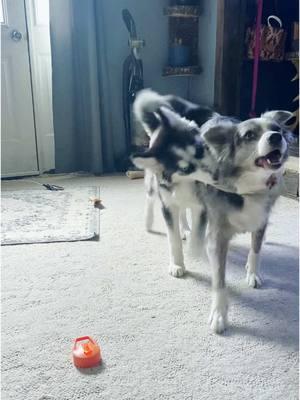 Our husky malamute is bigger than our blue Merle border collie at 4 months!!!😅😅😳😳✨ #huskymalamute #farm #farmdogs #maine #homesteadmom #bluemerlebordercollie #boardercollie 