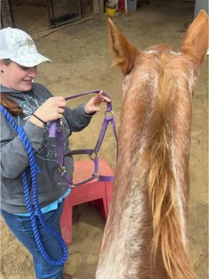 She may have a sour face all the time.. but she’s such a good girl..  Not every horse can be ridden in a halter and leadrope, but a lot of the great kids horses can be. It makes them wonderful family horses. #Ember #mare #horsebackriding 