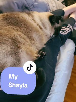 Sir you are never in my lap like this... #myshayla #catsoftiktok #siamesecat #thegremlinden 