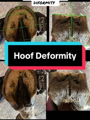 I know this is very niche but I hope it reaches its people. If you would like to see the rest of his hoof pictures they are in the previous video #greenscreen #hoofcare #hoofdeformity #hooftriming #horsetok #appliedequinepodiatry #horsesoftiktok #barefoothorse #horsehoofcare #equestrian #equestrianlife #horsehoof #risingtidefloatsallboats 