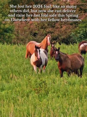Here's to moving even more mountains in 2025 for the horses of Coal Country. YOU ALL make our work possible each and every day. Both for little every day mile stones and the huge leaps forward 🩷 #ALIStrong #BeTheChange #MovingMountains #appalachia #herddiaries #fyp #Elsewhere #wildhorsesanctuary 