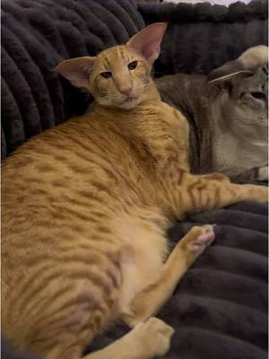 Santa brought a new bed for the Squad and Keebler says he approves 🧡🩶 #orientalshorthaircat #orientalcat #orientalshorthair #peterbald #cat #tiktokcats #cattok #catsoftiktok #foryou #fyp #funnycat #tabbycat #orangecat 