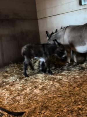 1 day old Sicilian mini jack donkey at @Gypsy Gold HorseFarm No name yet. You know I wanted to take him home and keep him. 😂🤣 His momma, Patrin is such a good mama. #babyanimals #animalvideos #cutebabyanimals #fyp #babydonkey #donkeysoftiktok #adorable #cuteanimals 