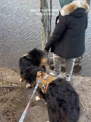 New year, new sniffs #bernesemountaindoglovers #bernesemountaindog #bernesemountaindogsoftiktok #dogsoftiktokviral #dogvoiceover 