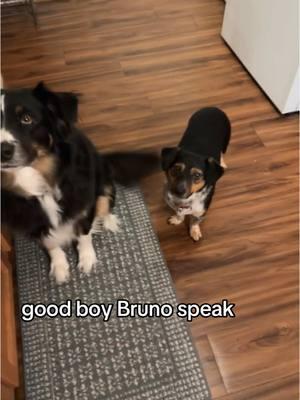 Used winter break to teach Bruno how to speak AND whisper 🤫 #toby #bruno #dogsoftiktok 