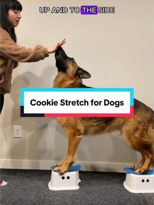 Cookie stretch for dogs is great canine fitness exercise to improve flexibility and core strength. Here’s a quick guide to the key target points to get started.  Don’t miss next week video, where I’ll share tips on how to train your dog to master this stretch  Canine fitness equipment used: Fit Paws target (link in bio in our Amazon link) @IKEA @IKEA USA small stool *Disclaimer*: I am a canine fitness trainer in training. My goal is to make canine fitness information accessible for dog owners everywhere, so dogs can enjoy healthier, happier lives. With the rise in veterinary costs, it’s becoming increasingly challenging for many owners to provide comprehensive care. These exercises are designed for healthy dogs. If your dog has any orthopedic conditions, such as hip dysplasia, osteoarthritis, or is recovering from surgery, please consult your veterinarian or a rehabilitation specialist before starting any new fitness routine. It’s important that these exercises never cause pain or discomfort. Go slow and work at your dog’s pace. If your dog is already experiencing pain from orthopedic issues, please consult your vet to discuss effective pain management options. #CanineFitness #dogfitness #CanineConditioning #DogMom #DogWellness #DogTraining #fypシ゚viral #HealthyDogs #SeniorDogs #dogexercise #seniordogsoftiktok 