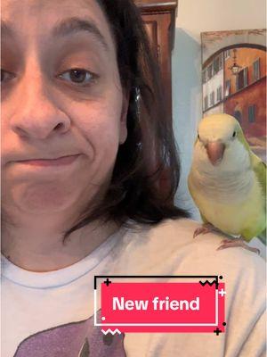 I made a new friend today 🦜#pickletheparrot #bird #birdy #fyp #newfriend #thebirds #alfredhitchcock #moviebuff #scaredofbirds #parrot #pickle #moviesmademedoit #cutebird 