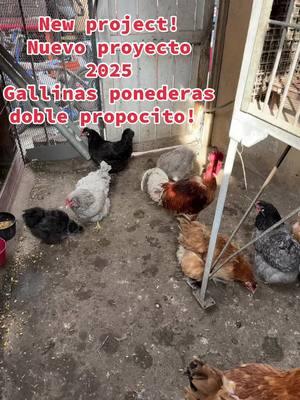 #newproject #gallinas #gallinasponedoras #dobleproposito 