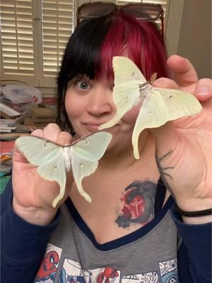 Luna moth bookish bugs are here! #bugart #bugtok #bookishbugs #oddityartist #indieauthor #taxidermy 