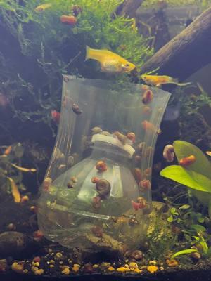 Snail trap (algae wafer at the bottom) #snails #guppies #aquarium #snail #fishtank #aquascape #aquatic #plants #nature #fyp #fishtok #fish 