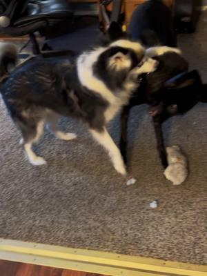 Husky vs German shepherd over a toy lol (no animals were harmed in the making of this video) #huskyvsgermanshepherd #husky #germanshepherd #alaskanhusky #alaska #funtimes #fyp #dogs #dogfight #playfight 