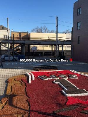 Chicago forever loves drose 🫶🏻🌹❤️ #chicago #derrickrose #drose #clybourn #popup #roses #NBA #chicagobulls #basketball #retire #jersey #flowershop #flowermural #legend #no1 