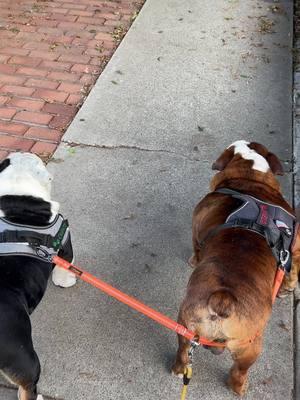 Canelo and Chente Morning walk 🐶🐾🙏🏼♥️✝️ #chente #pinchechente #canelo #canelites #mamasboys #iloveyou #blessed #englishbulldogsoftiktok #englishbulldoglover #englishbulldogmom #losperronesmexicanos #brentonwood 