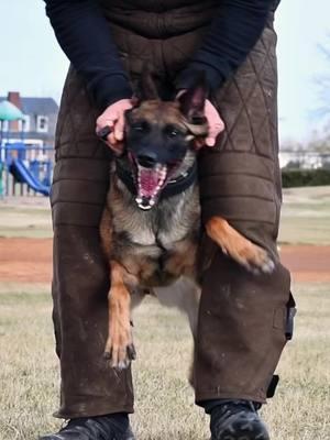 Just fooling around with some footage from training 😇 #dogsoftiktok #workinglinegsd #dogcommunity #workingk9 #germanshepherd #gsd #bitework #schutzhund #malinois #maligator 