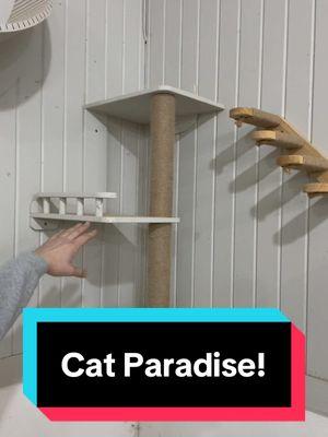 Cat-topia!  (Short Version) What did Adam do to make the cats lives better in our north barn?  This is really awesome!  Take a look!  #fluffyfeatherfarm #cats #cattopia #catutopia #cattree #catparadise #kitten #kitty #kittycat #barncat  Website: https://fluffyfeatherfarm.com Merchandise: https://fluffyfeatherfarm.square.site