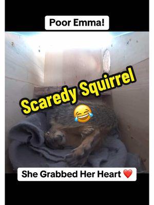 Scared Sh!Tless #capcut #squirrels #squirrelsoftiktok #pov #fyp #fvpシ♡ #fypシ #duet #enjoy #trending #animals #animalsoftiktok #cute 