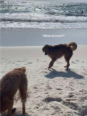 #pensacolabeach #dogbeach #goldenretriever #willieandjune #pensacola #digging 